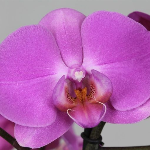 Phalaenopsis ANTHURA LAS PALMAS (Leerdam Orchideeën)