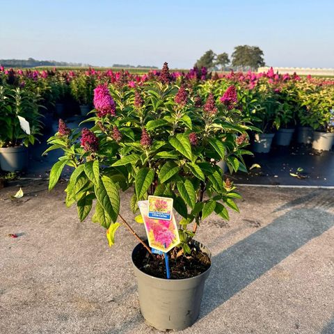 Buddleja davidii BUTTERFLY CANDY LITTLE CERISE