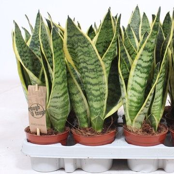 Sansevieria trifasciata 'Futura Superba'