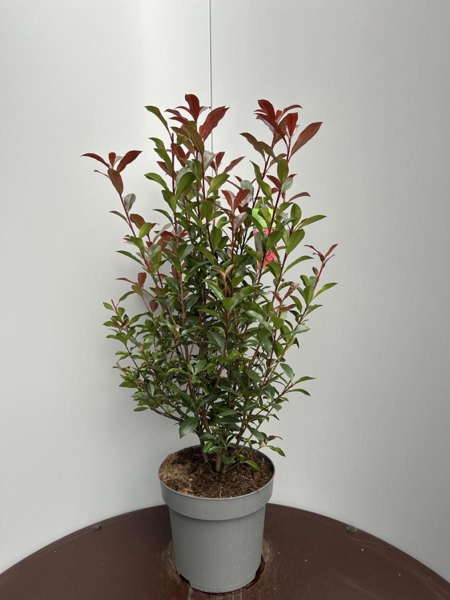 Photinia x fraseri CARR ROUGE  Pflanzengrohandel FlorAccess