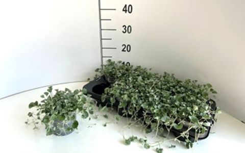 Dichondra argentea 'Silver Falls'