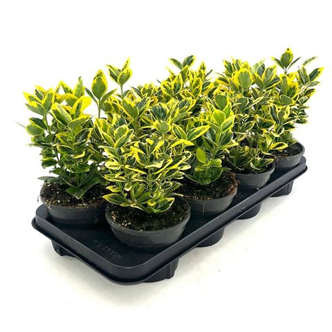 Euonymus japonicus MARIEKE