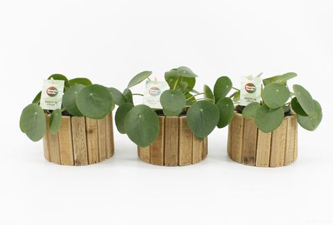 Pilea peperomioides