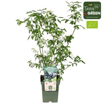 Vaccinium corymbosum BLUE DESSERT