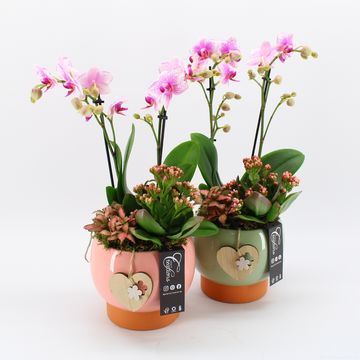 Arrangement Phalaenopsis