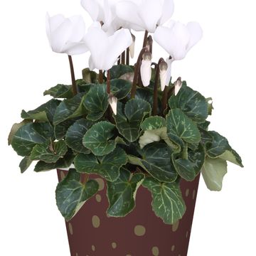 Cyclamen persicum SUPER SERIE S ALLURE MIX