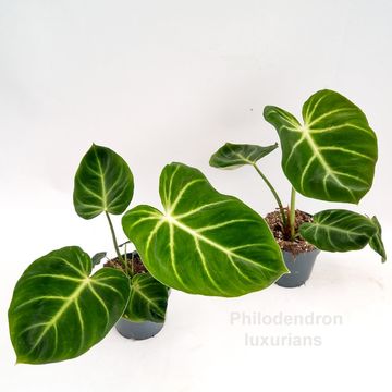 Filodendron luxurians