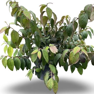 Viburnum plicatum KILIMANDJARO