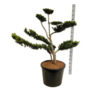 Taxus cuspidata nana