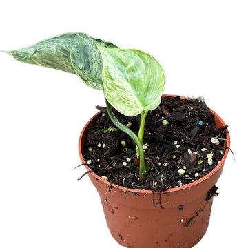 Philodendron hederaceum oxycardium 'Variegata'