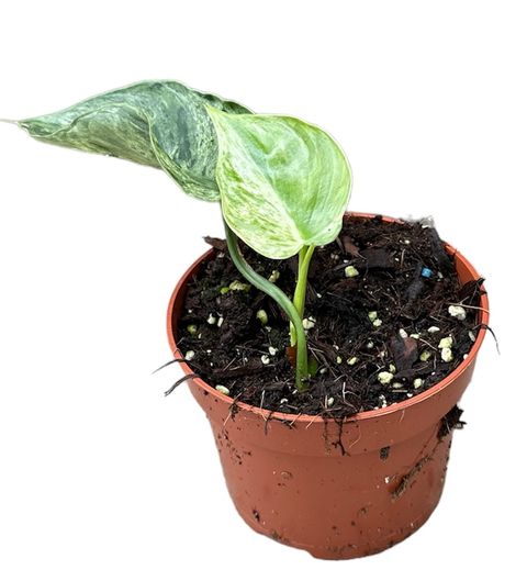 Philodendron hederaceum oxycardium 'Variegata'