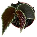 Begonia darthvaderiana 'Green Spots'