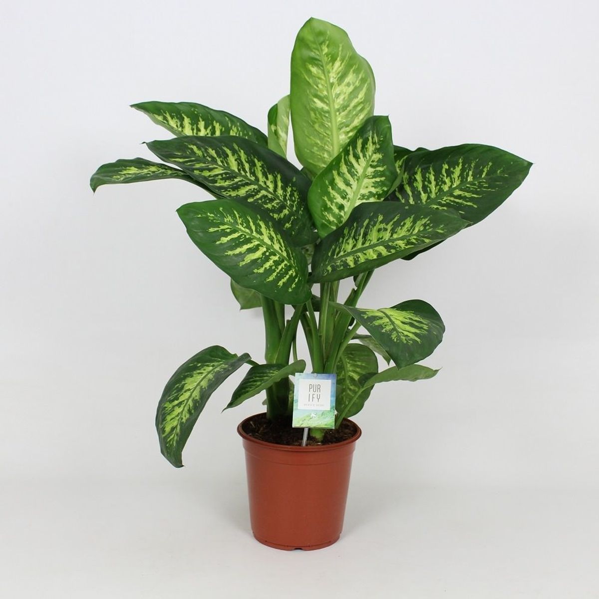 Dieffenbachia seguine 'Tropic Snow' — Plant Wholesale FlorAccess