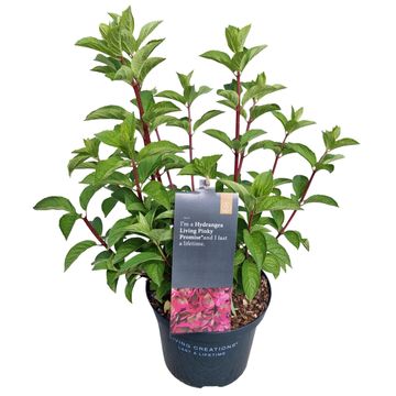 Hydrangea paniculata LIVING PINKY PROMISE