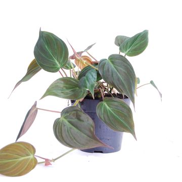 Filodendro scandens micans