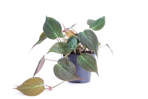 Filodendron scandens micans