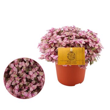 Callisia 'Rosato Pink Lady'