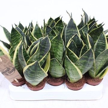Sansevieria trifasciata 'Golden Hahnii'