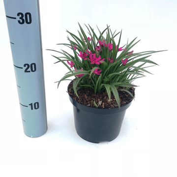 x Rhodoxis ФЕЙРИ ТЕЙЛ