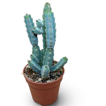 Euphorbia debilispina