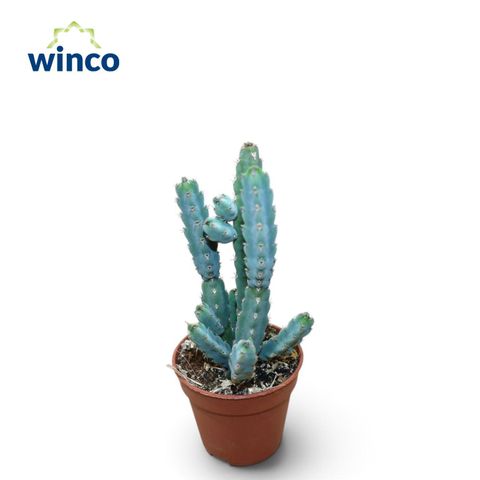 Euphorbia debilispina