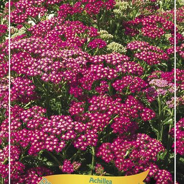 Achillea millefolium  MILLY ROCK ROSE