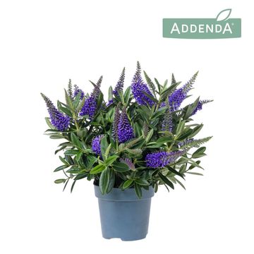 Hebe HEBEDONNA BLUE