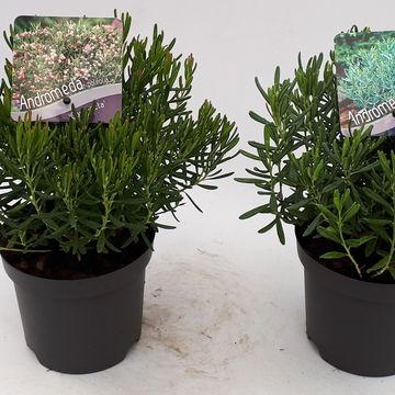 Andromeda polifolia MIX