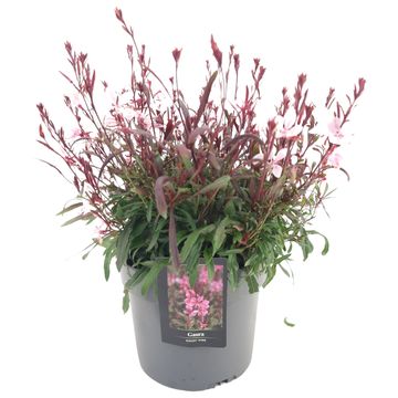 Gaura lindheimeri GAUDI LIGHT PINK
