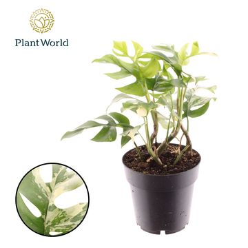 Rhaphidophora tetrasperma 'Variegata'