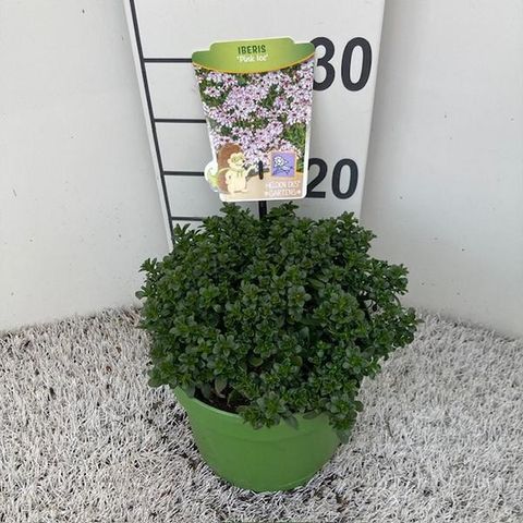 Iberis sempervirens 'Pink Ice'