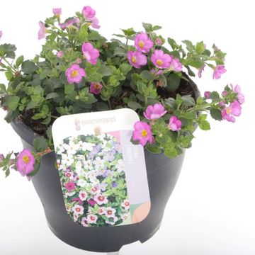 Sutera cordata 'Scopia Dark Pink'