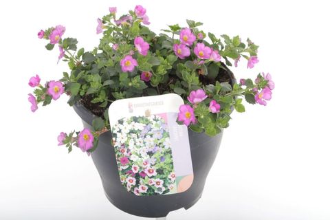 Sutera cordata 'Scopia Dark Pink'