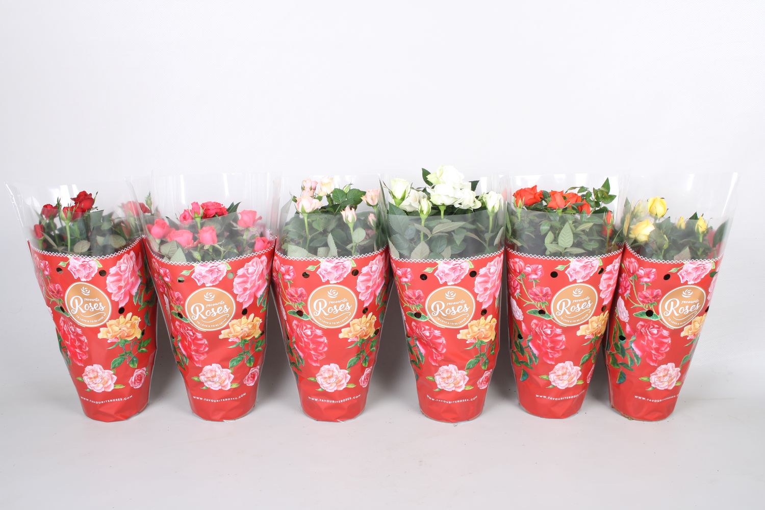 Satter Roses Rosa FAVOURITE ROSES MIX — Plant Wholesale FlorAccess