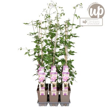 Clematis 'Piilu' (EL)