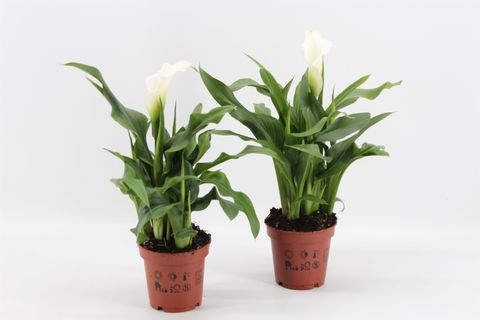 Zantedeschia 'Crystal Blush'