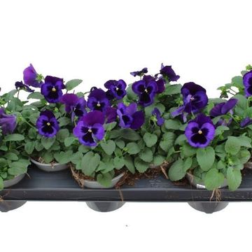 Viola x wittrockiana 'Delta Neon Violet'