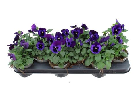 Viola x wittrockiana 'Delta Neon Violet'