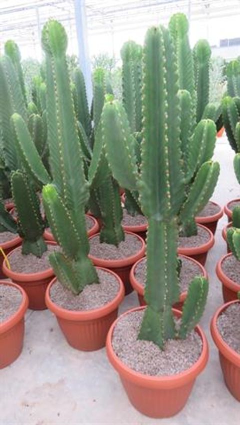 Euphorbia ingens