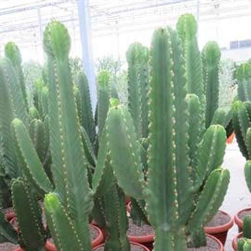 Euphorbia ingens