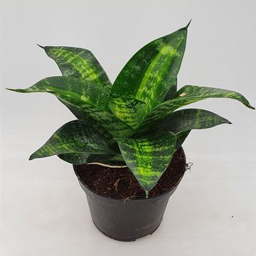 Sansevieria 'Tiger Star'