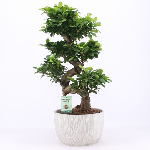 Ficus microcarpa 'Ginseng'
