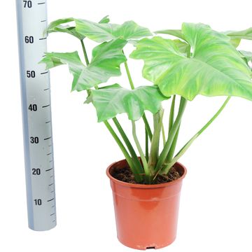 Filodendron cordatum