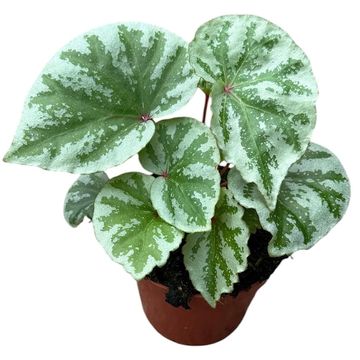 Begonia 'Temuyuk Silver'