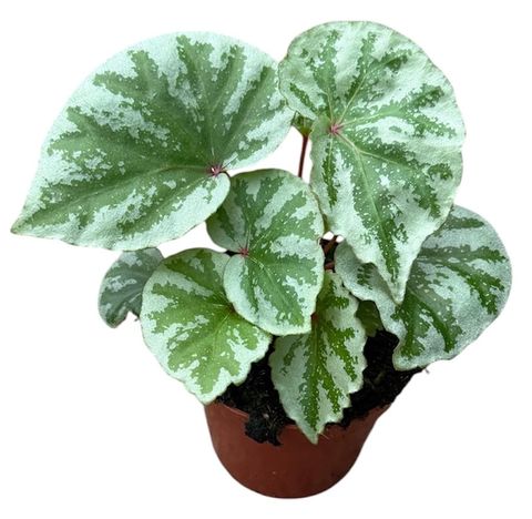 Begonia 'Temuyuk Silver'