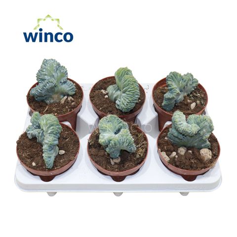 Myrtillocactus geometrizans cristata