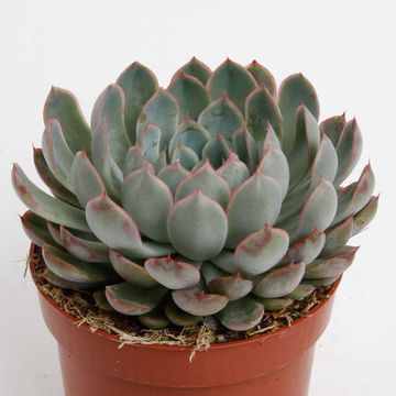 Echeveria 'Pelusida'
