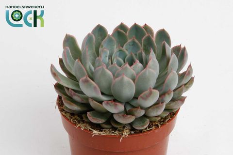 Echeveria 'Pelusida'