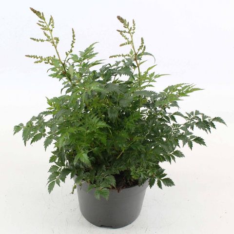 Astilbe 'Hennie Graafland'