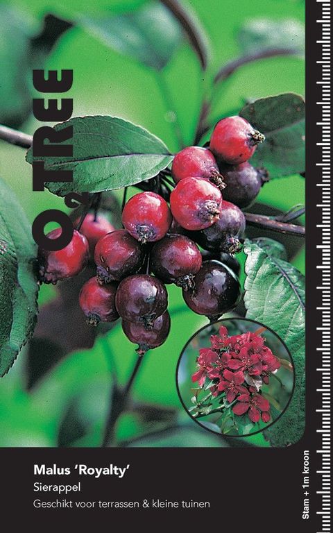 Malus 'Royalty'